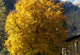 Sonogno - Herbst